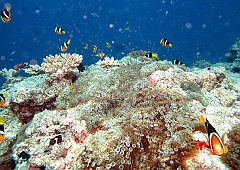 IMG_1271rf_Maldives_Madoogali_Plongee 13_Maaya thila_Anemone et poissons clown de clark